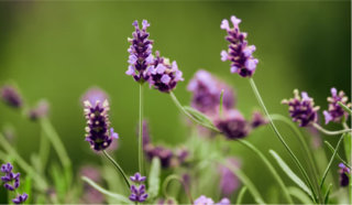 Ljekovito i aromatično bilje i šumski plodovi