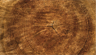 Proizvodi od drveta za tehničku upotrebu